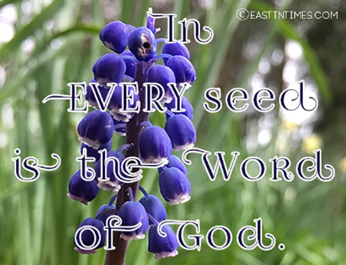 blue flower with quote 'In every seed is the word of God' 