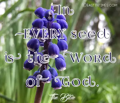 In EVERY seed is the WORD of God.The Bible 
