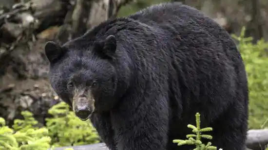 bear