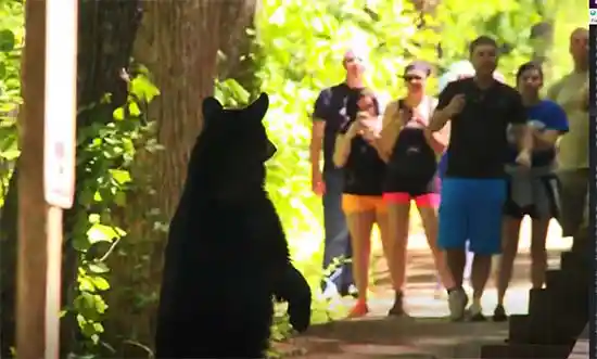 bears